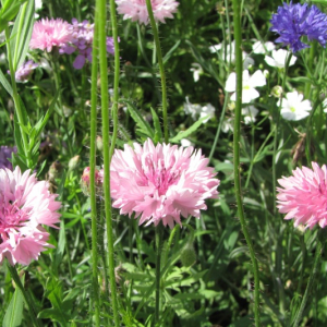 Chrpa modrá (Centaurea cyanus) – směs barev