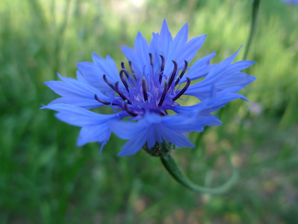 Chrpa modrá (Centaurea cyanus)