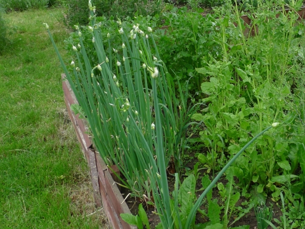 Cibule poschoďová (Allium cepa proliferum)