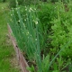 Cibule poschoďová (Allium cepa proliferum)