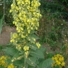 Divizna velkokvětá (Verbascum densiflorum)