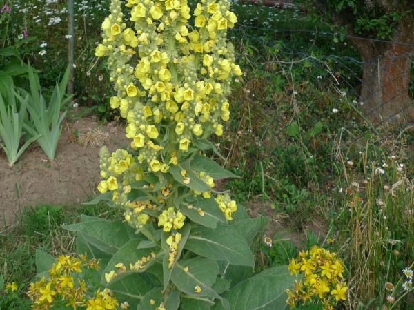 Divizna velkokvětá (Verbascum densiflorum)