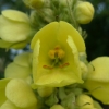 Divizna velkokvětá (Verbascum densiflorum)
