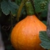 Dýně hokaido (Cucurbita pepo)