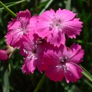 Hvozdík Pontederův (Dianthus pontederae)