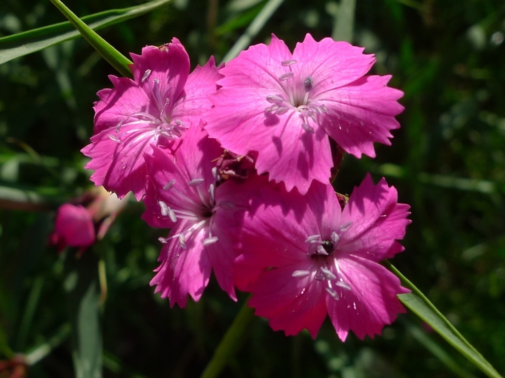 Hvozdík Pontederův (Dianthus pontederae)