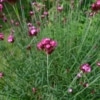 Hvozdík Pontederův (Dianthus pontederae)