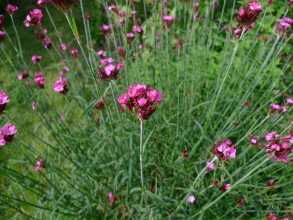 Hvozdík Pontederův (Dianthus pontederae)