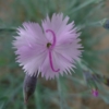 Hvozdík sivý (Dianthus gratianopolitanus)