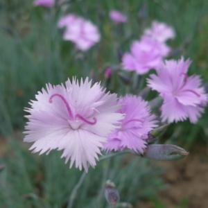 Hvozdík sivý (Dianthus gratianopolitanus)