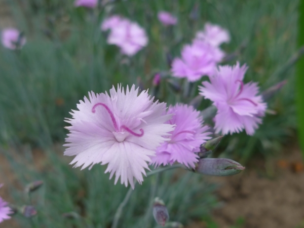 Hvozdík sivý (Dianthus gratianopolitanus)