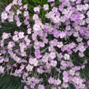 Hvozdík sivý (Dianthus gratianopolitanus)