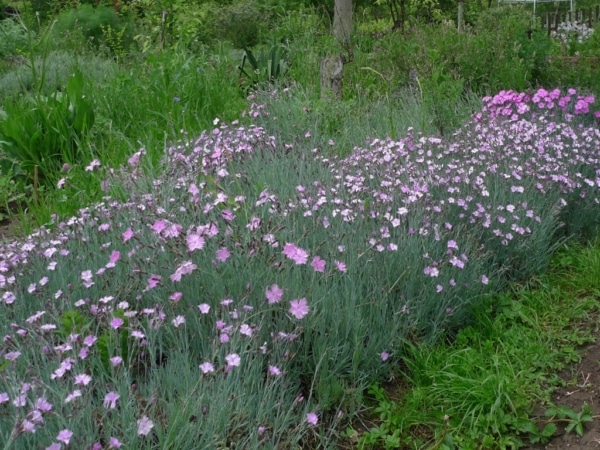 Hvozdík sivý (Dianthus gratianopolitanus)