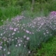 Hvozdík sivý (Dianthus gratianopolitanus)