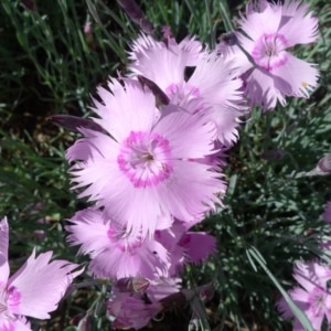 Dianthus gratianopolitanus ‘grandiflorus’)