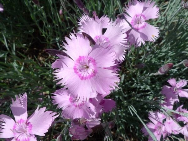 Dianthus gratianopolitanus ‘grandiflorus’)