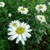 Kopretina velkokvětá (Leucanthemum maximum)