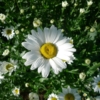 Kopretina velkokvětá (Leucanthemum maximum)