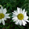 Kopretina velkokvětá (Leucanthemum maximum)