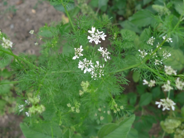 Koriandr setý (Coriandrum sativum)