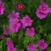Krásenka zpeřená (Cosmos bipinnatus)