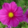 Krásenka zpeřená (Cosmos bipinnatus)