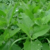 Lebeda zahradní (Atriplex hortensis)