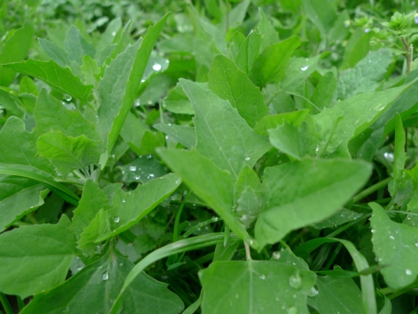 Lebeda zahradní (Atriplex hortensis)