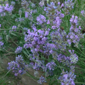 Levandule úzkolistá (Lavandula angustifolia)