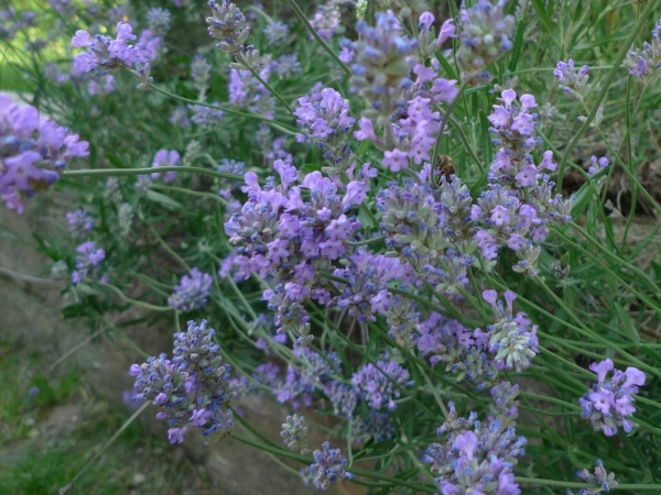 Levandule úzkolistá (Lavandula angustifolia)