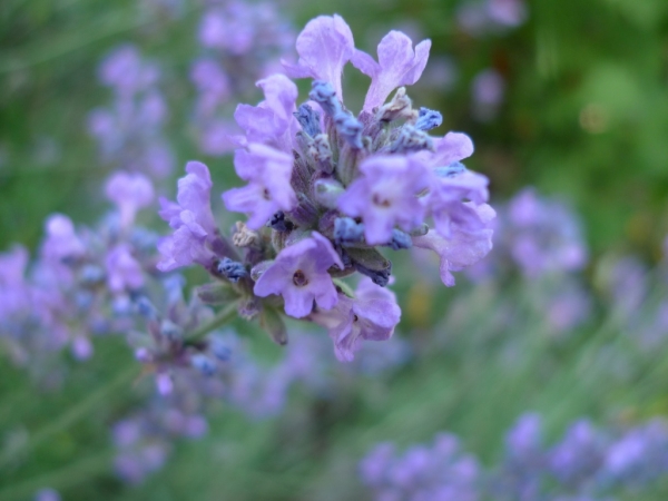 Levandule úzkolistá (Lavandula angustifolia)