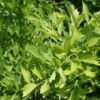 Libeček lékařský (Levisticum officinale)