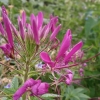 Luštěnice trnitá (Cleome spinosa