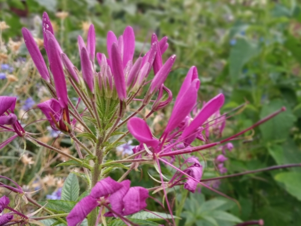 Luštěnice trnitá (Cleome spinosa