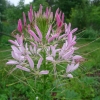Luštěnice trnitá (Cleome spinosa