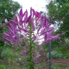Luštěnice trnitá (Cleome spinosa)