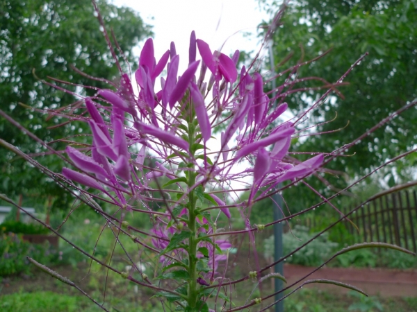 Luštěnice trnitá (Cleome spinosa)