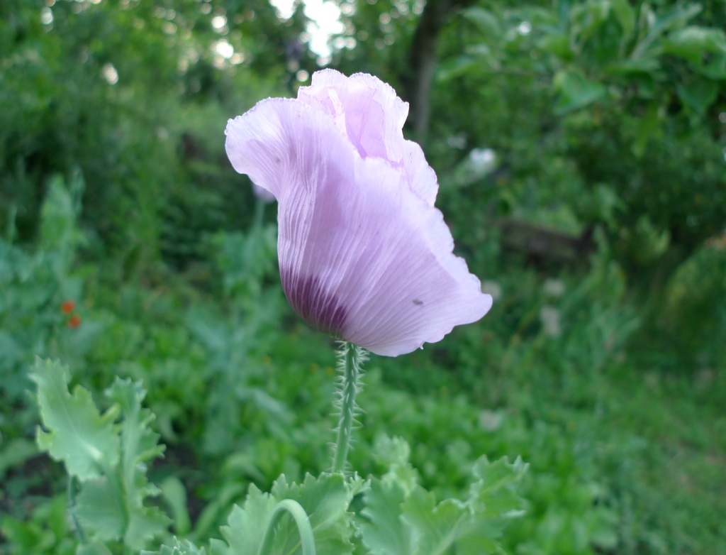 Mák setý (Papaver somniferum)