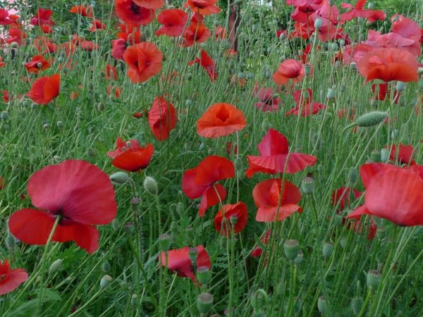 Mák vlčí (Papaver rhoeas)