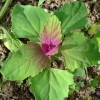 Merlík obrovský (Chenopodium giganteum