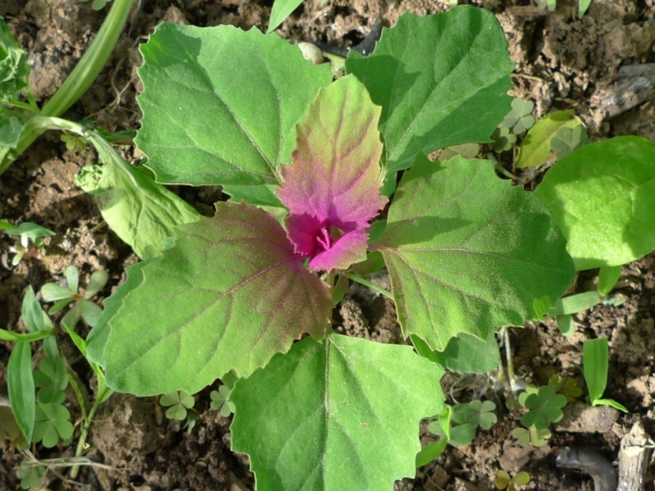 Merlík obrovský (Chenopodium giganteum