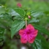 Nocenka zahradní (Mirabilis jalapa)