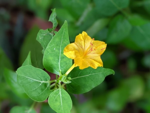 Nocenka zahradní (Mirabilis jalapa)