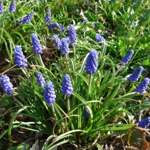 Modřenec arménský (Muscari armeniacum)