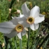 Narcis bílý (Narcissus poeticus)
