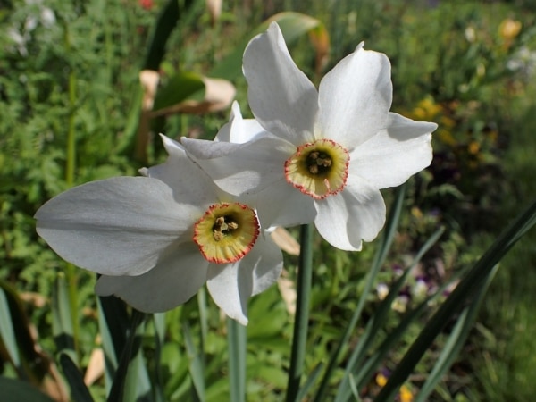 Narcis bílý (Narcissus poeticus)