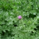 Ostropestřec mariánský (Silybum marianum)
