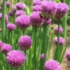 Pažitka pobřežní (Allium schoenoprasum)