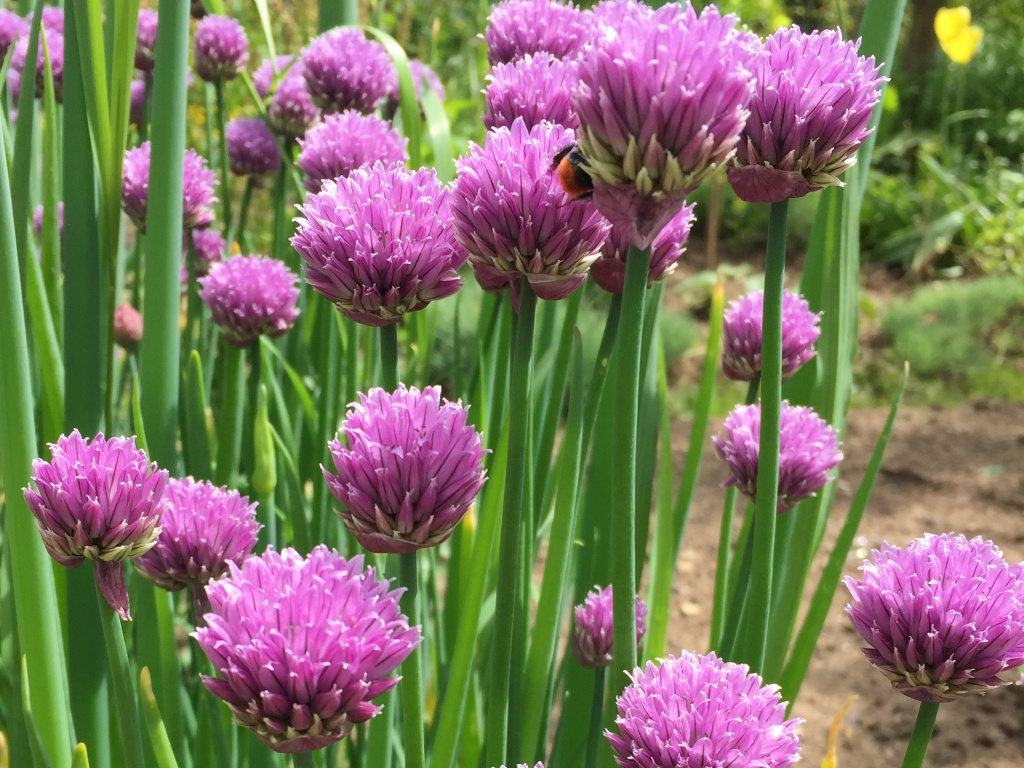 Pažitka pobřežní (Allium schoenoprasum)