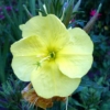 Pupalka dvouletá (Oenothera biennis) j